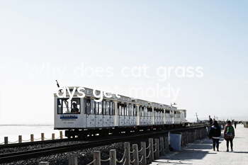 Why does cat grass always get moldy?