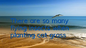 There are so many flying insects when planting cat grass