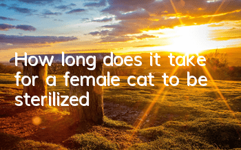How long does it take for a female cat to be sterilized?