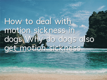 How to deal with motion sickness in dogs Why do dogs also get motion sickness?