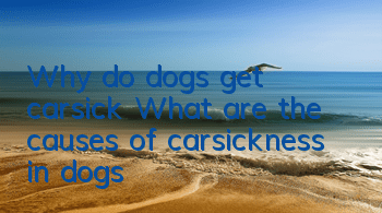 Why do dogs get carsick? What are the causes of carsickness in dogs?