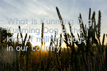 What is Kunming Dog? Kunming Dog is the king of military dogs in our country.