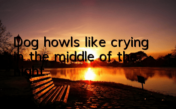 Dog howls like crying in the middle of the night