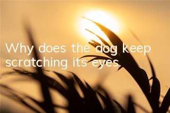 Why does the dog keep scratching its eyes?