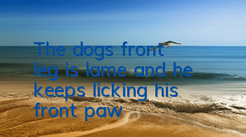 The dog's front leg is lame and he keeps licking his front paw