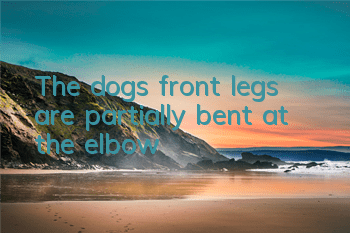 The dog’s front legs are partially bent at the elbow