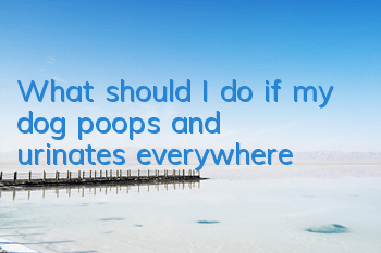 What should I do if my dog ​​poops and urinates everywhere?
