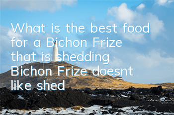 What is the best food for a Bichon Frize that is shedding? Bichon Frize doesn’t like shedding so much that you have developed a hair loss problem?