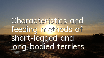 Characteristics and feeding methods of short-legged and long-bodied terriers