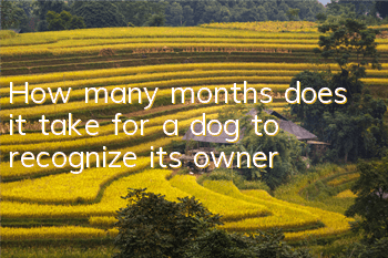 How many months does it take for a dog to recognize its owner?