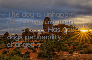 The dog is unhappy after returning from foster care. Has your dog’s personality changed since he returned from foster care?