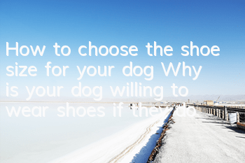 How to choose the shoe size for your dog? Why is your dog willing to wear shoes if they don’t fit?