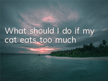 What should I do if my cat eats too much?