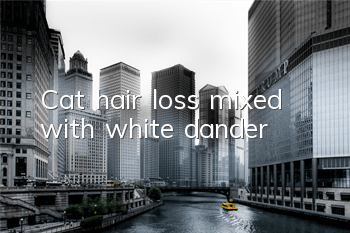 TCat hair loss mixed with white dander