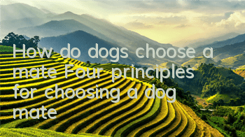 How do dogs choose a mate? Four principles for choosing a dog mate
