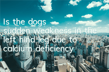 Is the dog's sudden weakness in the left hind leg due to calcium deficiency?