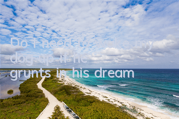 Do I need to wake my dog ​​up if he grunts in his dream?