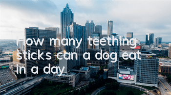 THow many teething sticks can a dog eat in a day?