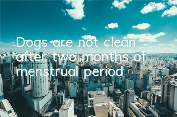 Dogs are not clean after two months of menstrual period