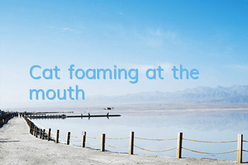 TCat foaming at the mouth