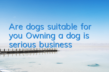 Are dogs suitable for you? Owning a dog is serious business!