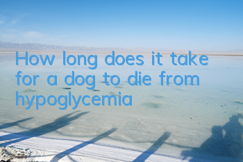 How long does it take for a dog to die from hypoglycemia?