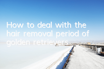 THow to deal with the hair removal period of golden retrievers