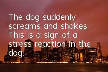 The dog suddenly screams and shakes. This is a sign of a stress reaction in the dog.