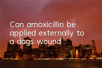 Can amoxicillin be applied externally to a dog’s wound?