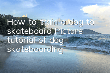 How to train a dog to skateboard Picture tutorial of dog skateboarding