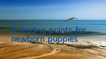 3 feeding points for newborn puppies