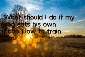 What should I do if my dog ​​eats his own poop? How to train him?