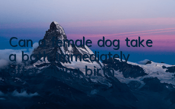 Can a female dog take a bath immediately after giving birth?