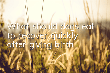 What should dogs eat to recover quickly after giving birth?