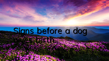 Signs before a dog gives birth