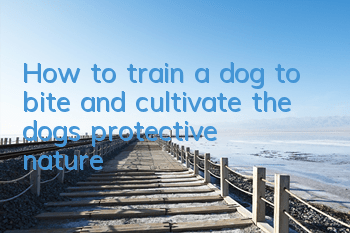 How to train a dog to bite and cultivate the dog’s protective nature