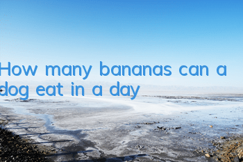 THow many bananas can a dog eat in a day?