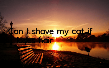 Can I shave my cat if it loses hair?