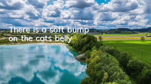 TThere is a soft bump on the cat’s belly