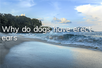 Why do dogs have erect ears?