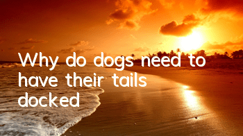 Why do dogs need to have their tails docked?