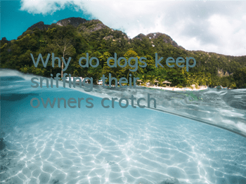 Why do dogs keep sniffing their owner’s crotch?