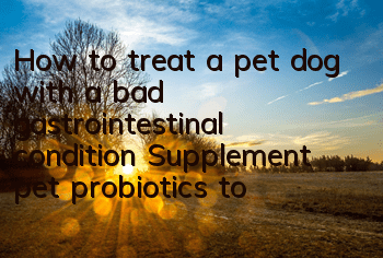 THow to treat a pet dog with a bad gastrointestinal condition? Supplement pet probiotics to avoid "glass stomach"!
