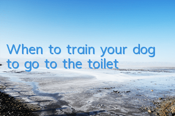 TWhen to train your dog to go to the toilet
