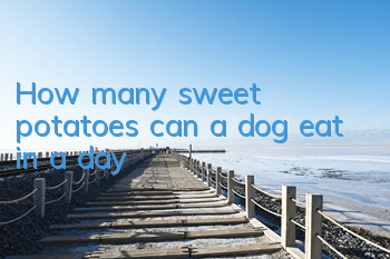 THow many sweet potatoes can a dog eat in a day?