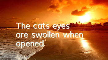 TThe cat's eyes are swollen when opened