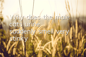 Why does the male cat's urine suddenly smell very stinky?