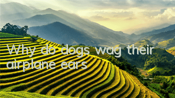 Why do dogs wag their airplane ears?