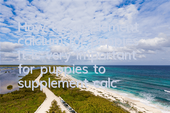 How to supplement calcium for puppies? It is very important for puppies to supplement calcium in time!
