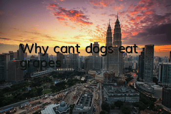 Why can’t dogs eat grapes?